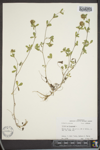 Trifolium lappaceum image