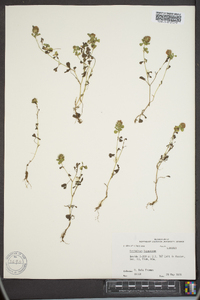 Trifolium lappaceum image