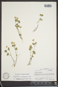 Trifolium lappaceum image