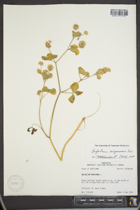 Trifolium lappaceum image