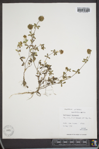 Trifolium lappaceum image