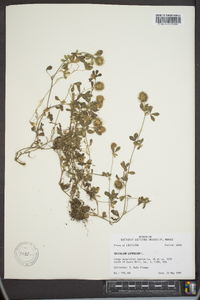 Trifolium lappaceum image