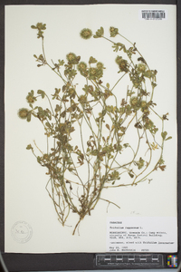 Trifolium lappaceum image