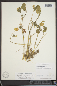 Trifolium lappaceum image