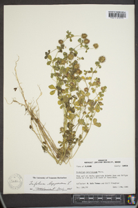 Trifolium lappaceum image