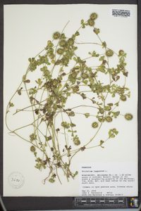 Trifolium lappaceum image