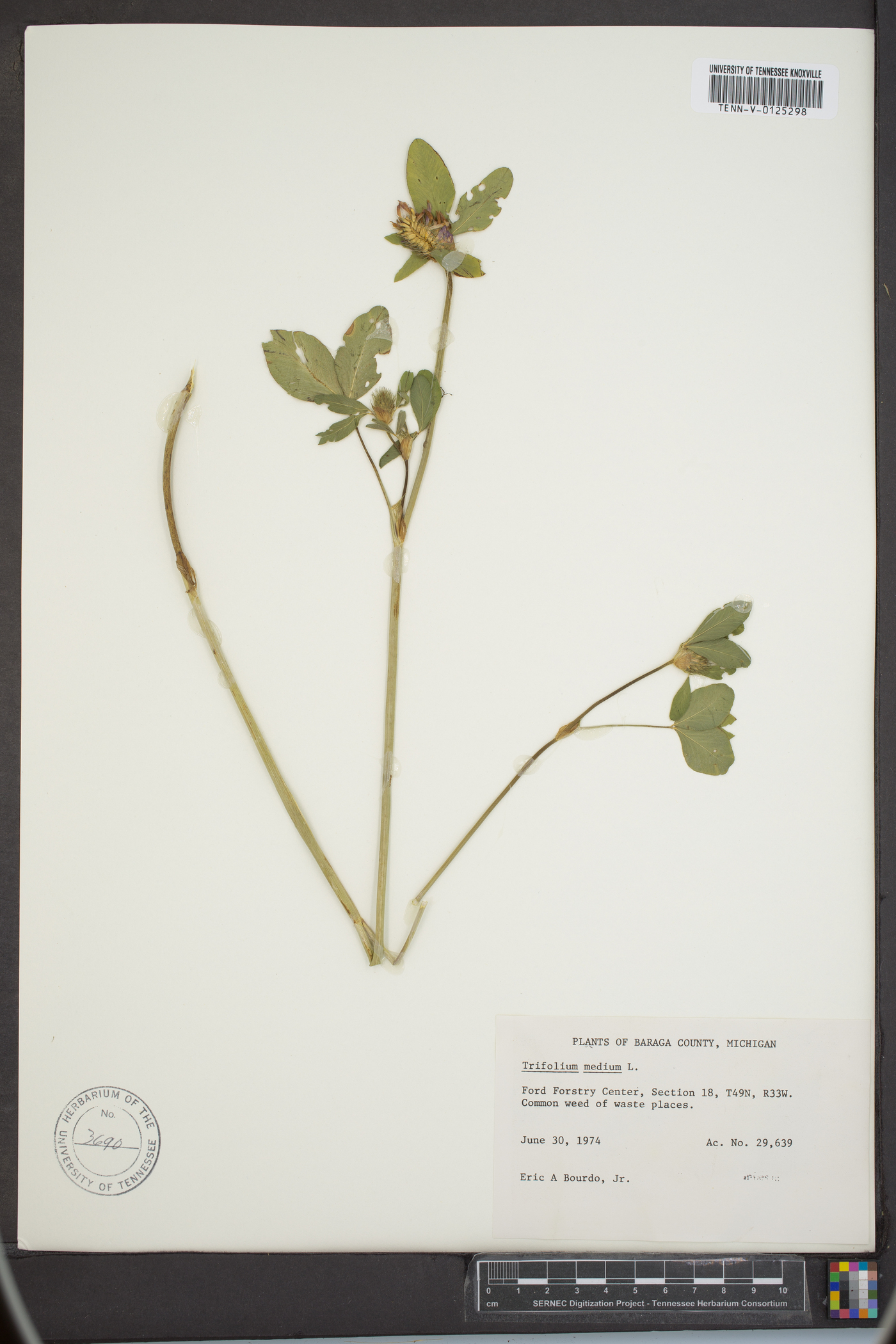 Trifolium medium image