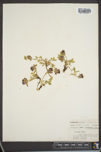 Trifolium parryi image