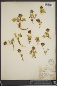 Trifolium parryi image