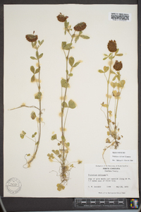 Trifolium reflexum image