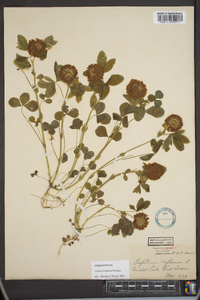 Trifolium reflexum image