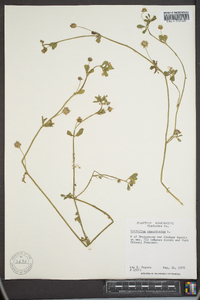 Trifolium resupinatum image