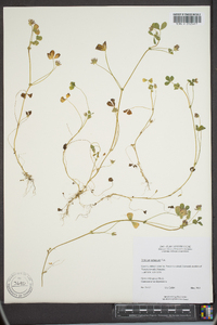 Trifolium variegatum image