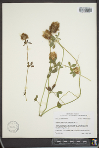 Trifolium vesiculosum image