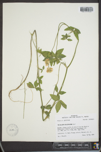 Trifolium vesiculosum image