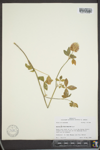 Trifolium vesiculosum image