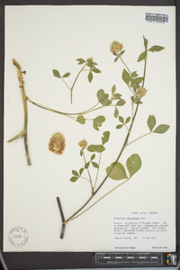 Trifolium vesiculosum image