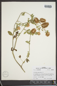 Trifolium vesiculosum image