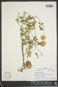 Trifolium vesiculosum image