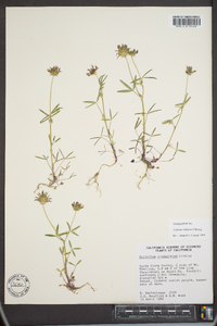 Trifolium willdenovii image