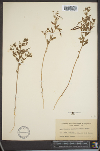 Lotus unifoliolatus var. unifoliolatus image