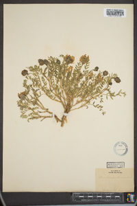 Acmispon americanus image