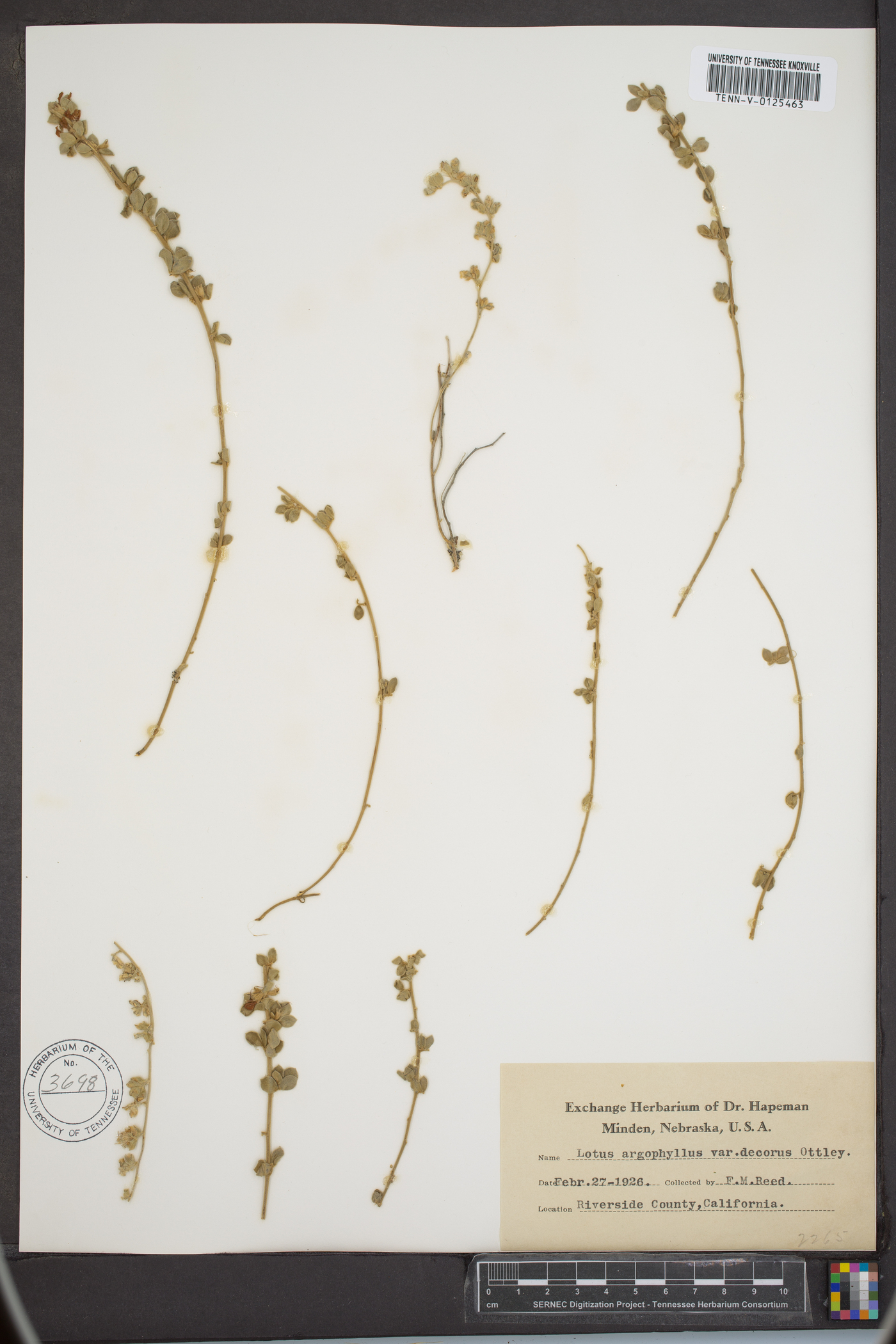 Lotus argophyllus var. decorus image