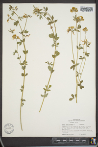 Lotus corniculatus image