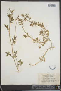 Lotus oblongifolius image