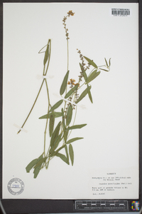 Orbexilum pedunculatum image