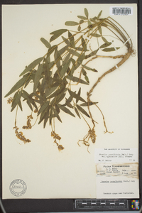 Orbexilum pedunculatum var. pedunculatum image