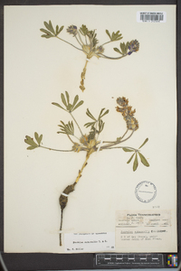 Psoralea subacaulis image