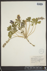 Psoralea subacaulis image