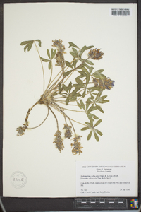 Psoralea subacaulis image