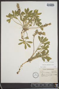 Psoralea subacaulis image