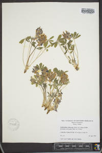 Psoralea subacaulis image