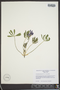 Psoralea subacaulis image