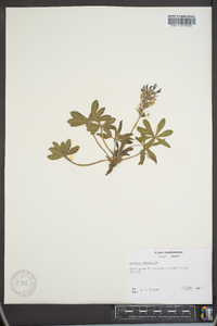 Psoralea subacaulis image