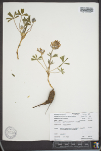 Psoralea subacaulis image