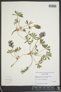 Psoralea subacaulis image