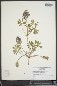 Psoralea subacaulis image