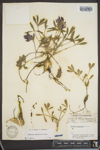 Psoralea subacaulis image