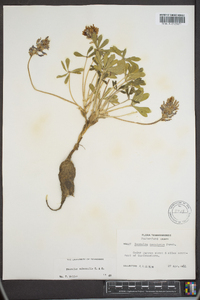 Psoralea subacaulis image