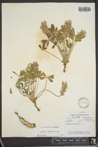 Psoralea subacaulis image