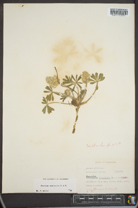 Psoralea subacaulis image