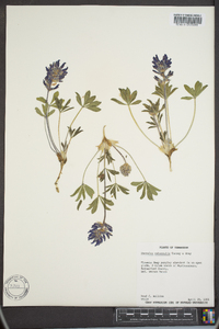 Psoralea subacaulis image