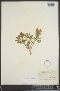 Psoralea subacaulis image