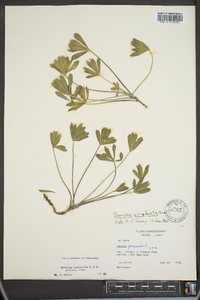 Psoralea subacaulis image