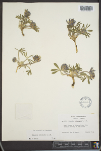 Psoralea subacaulis image