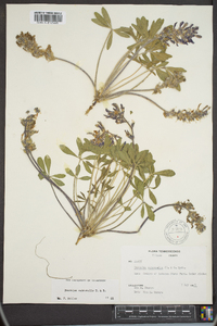 Psoralea subacaulis image